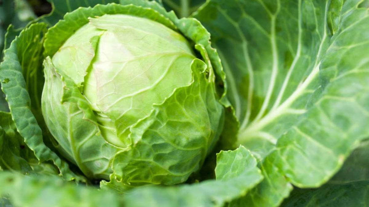 Ngăn TasteLock giữ trọn hầm lượng dinh dưỡng, sự tươi xanh cho rau củ Ngăn TasteLock giữ trọn hầm lượng dinh dưỡng, sự tươi xanh cho rau củ